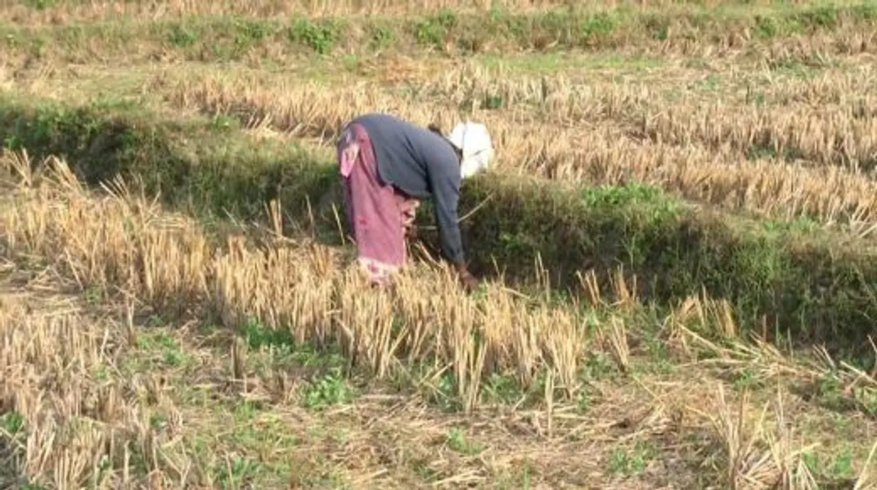 punchafarmingcrisis