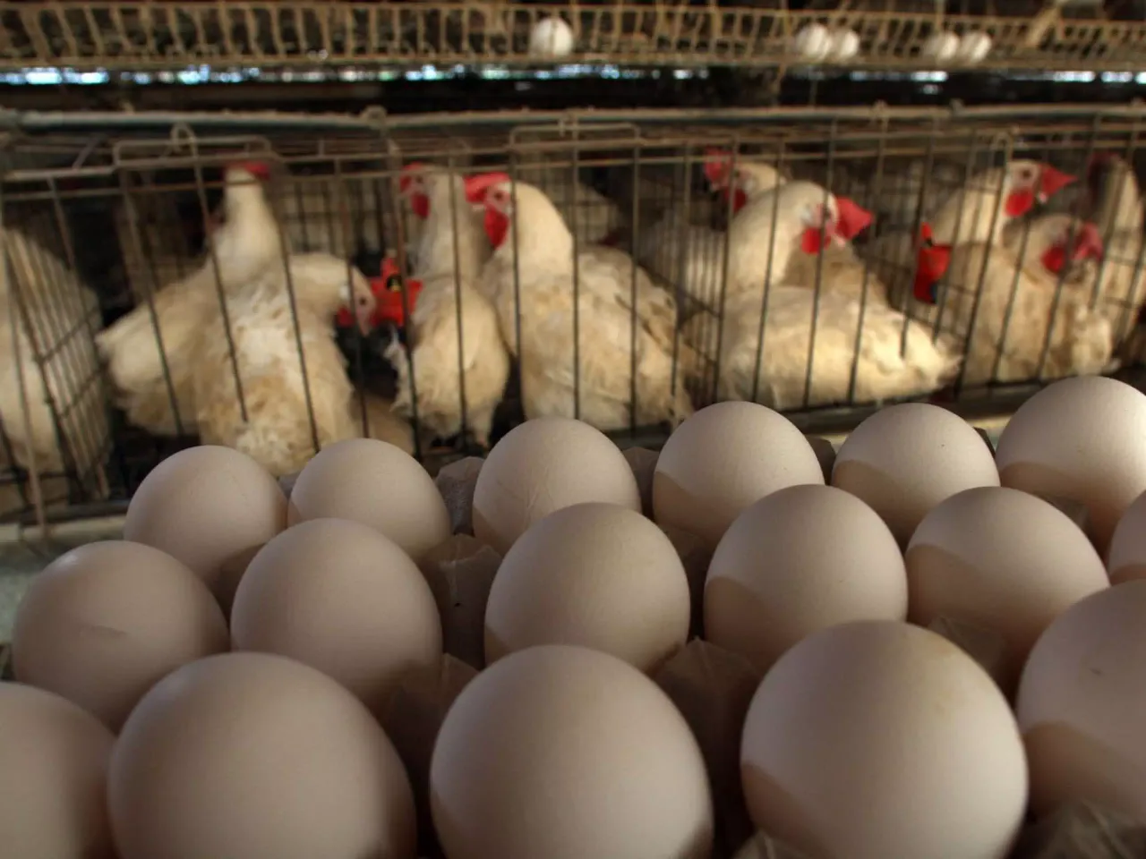 1105558-uae-is-about-to-increase-the-price-of-chicken-and-eggs