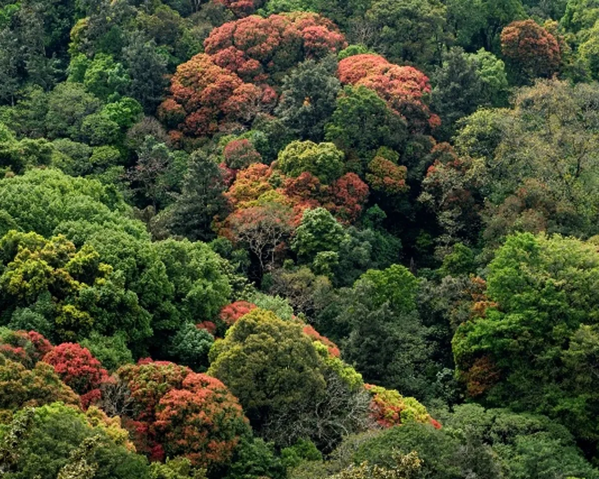 forest