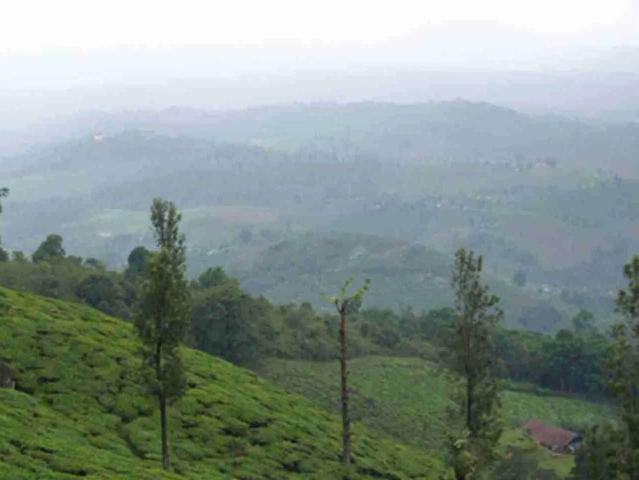 estate for wayanad distaster relief