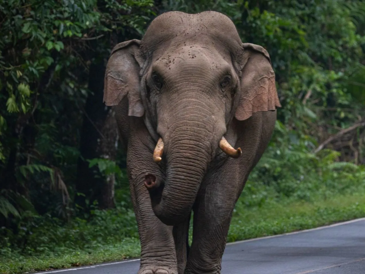 elephant attacks