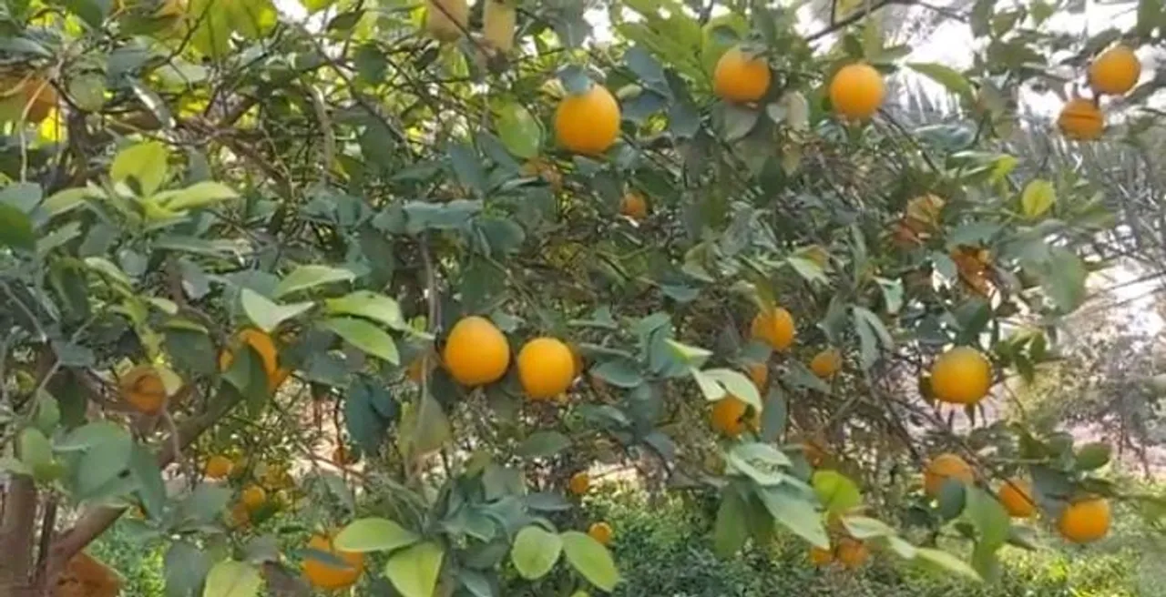 orange 1