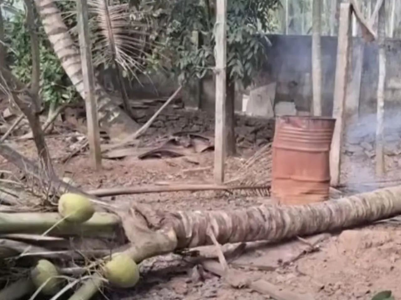 coconut tree fell down