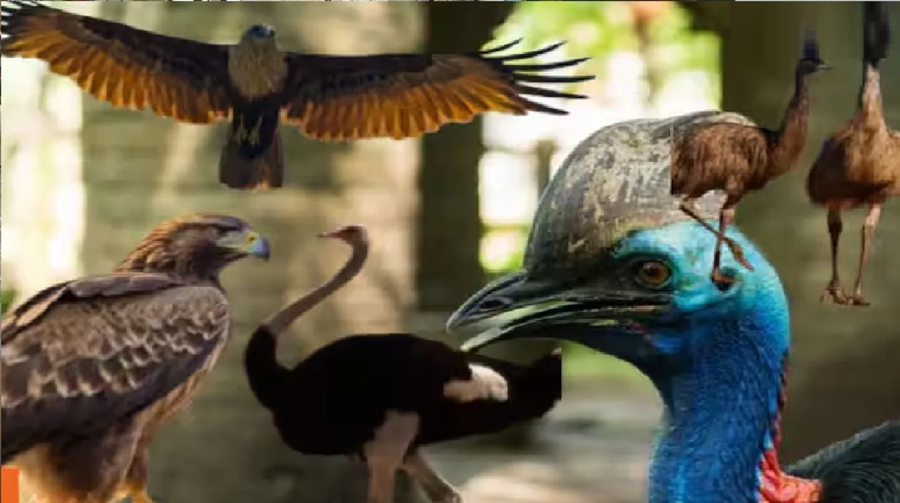 birds Untitledmuk