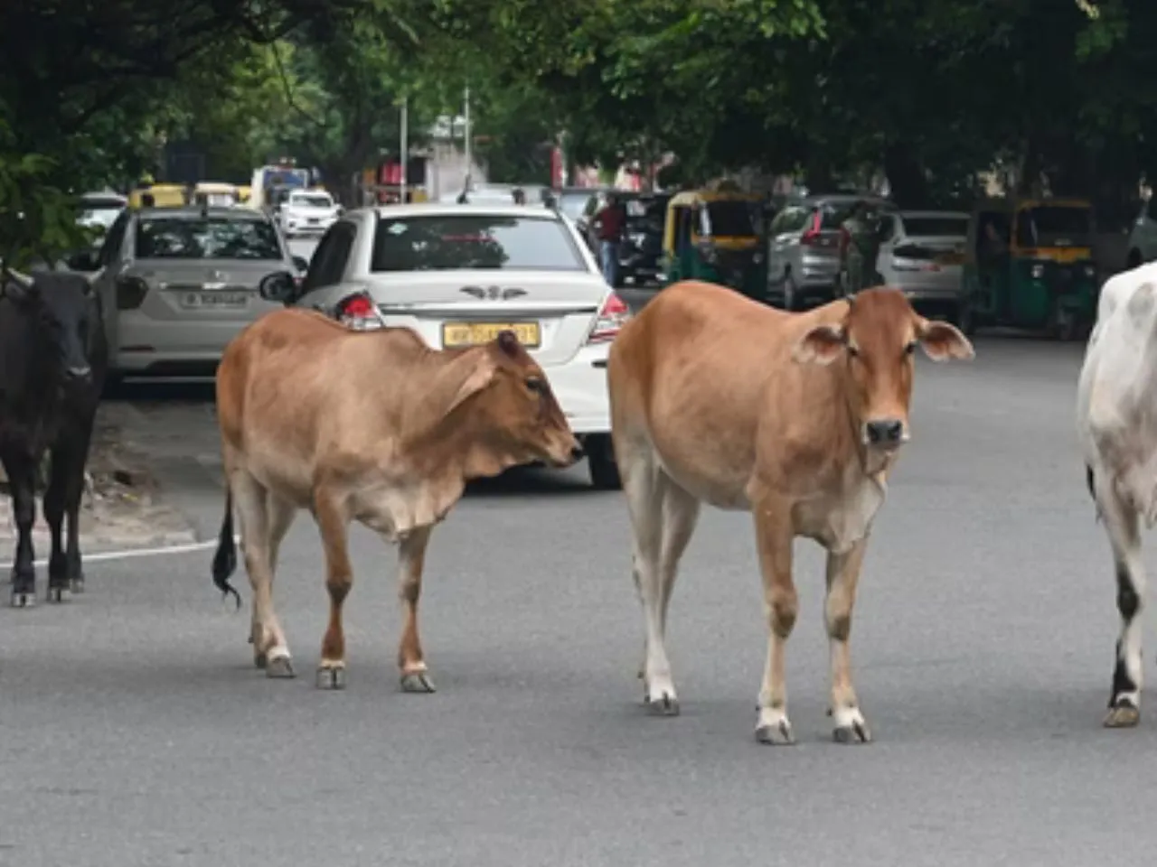 UP COW