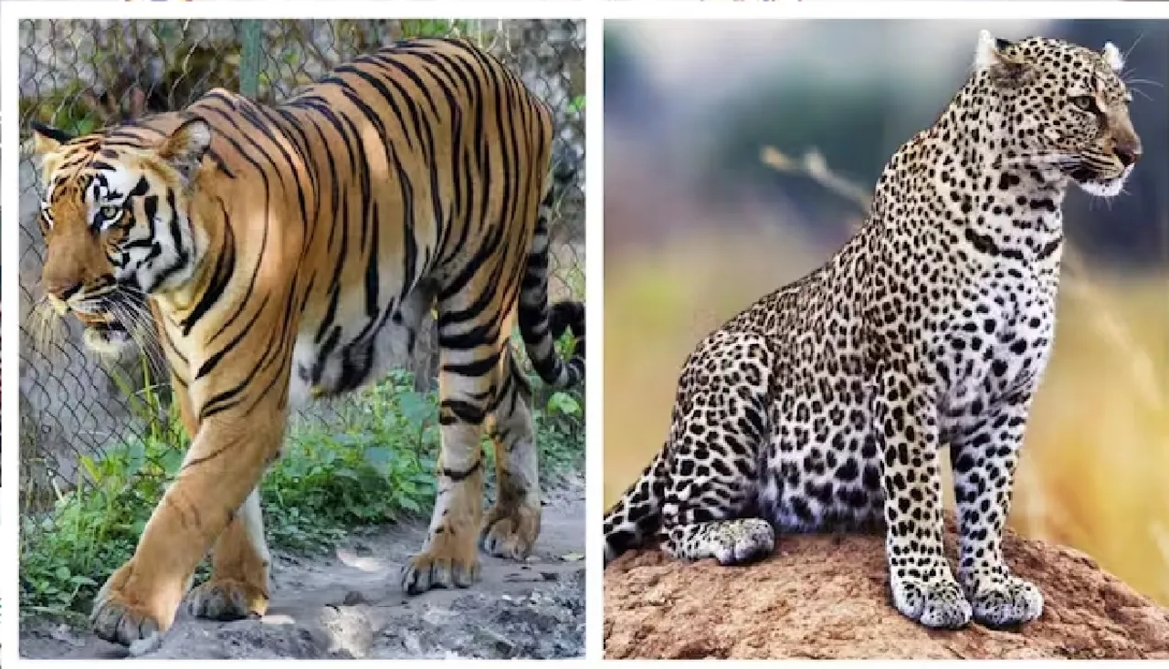 3 tigers and leopard die from bird flu at Nagpur rescue centre