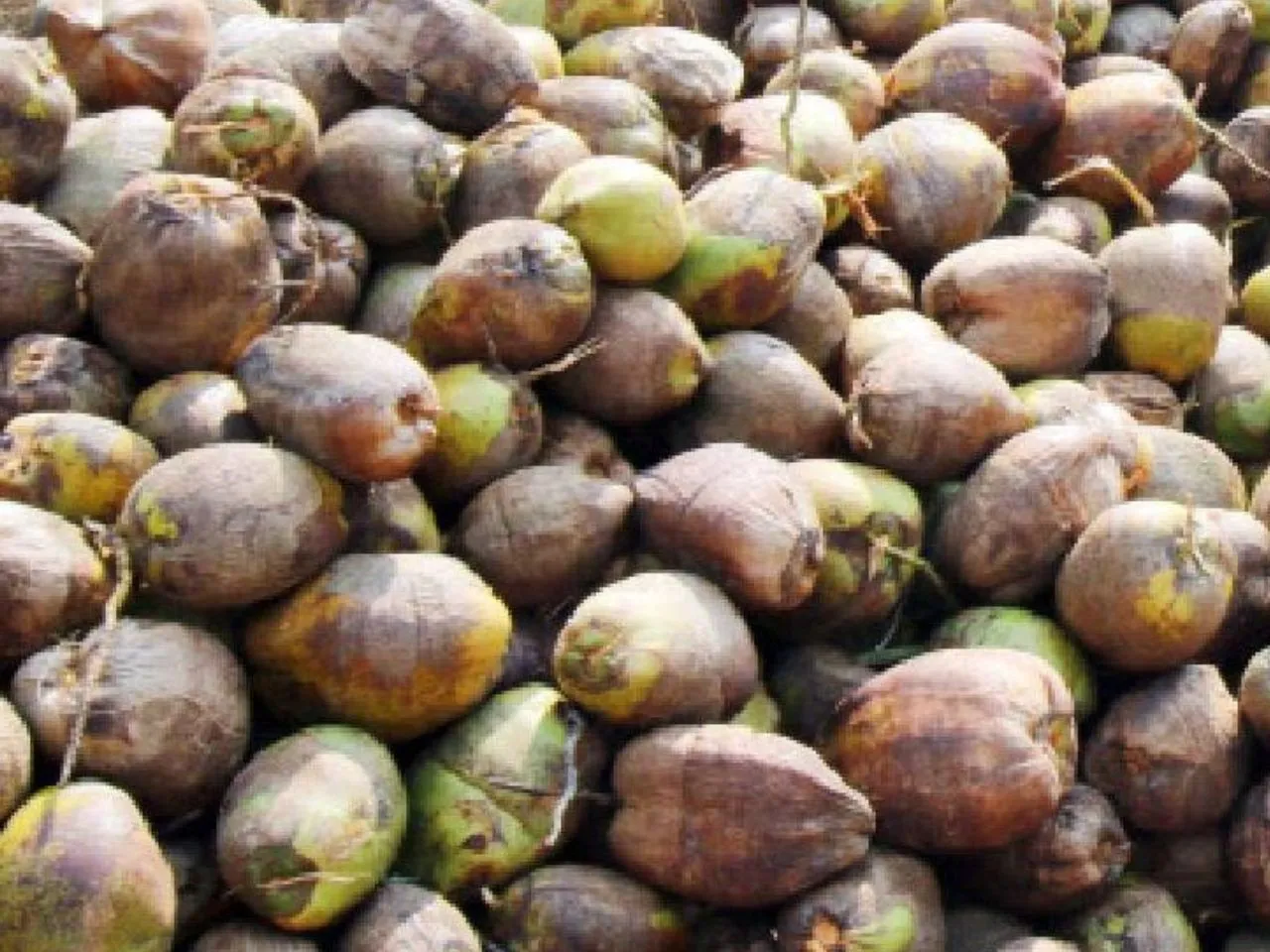 coconuts