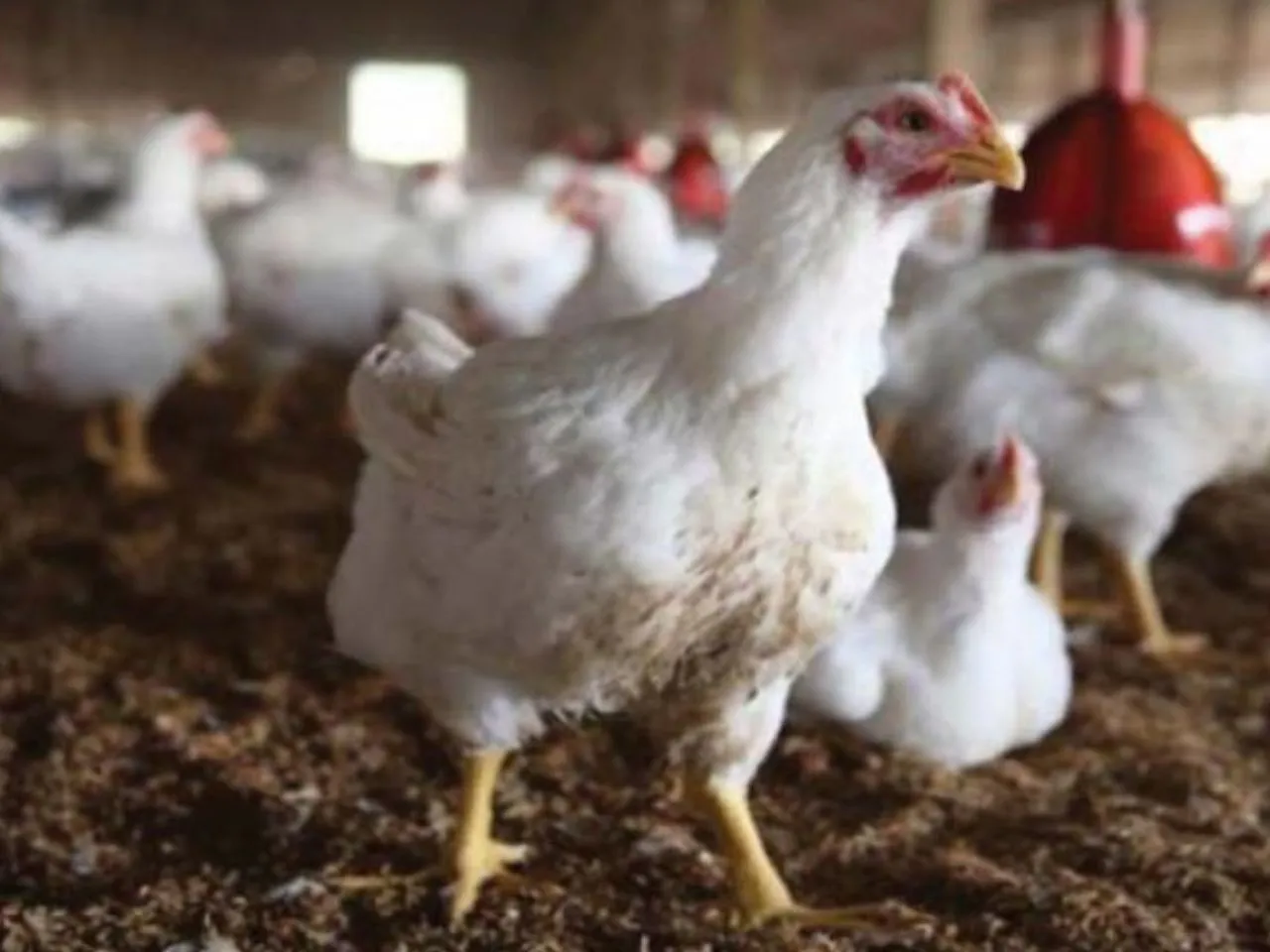 chicken farm