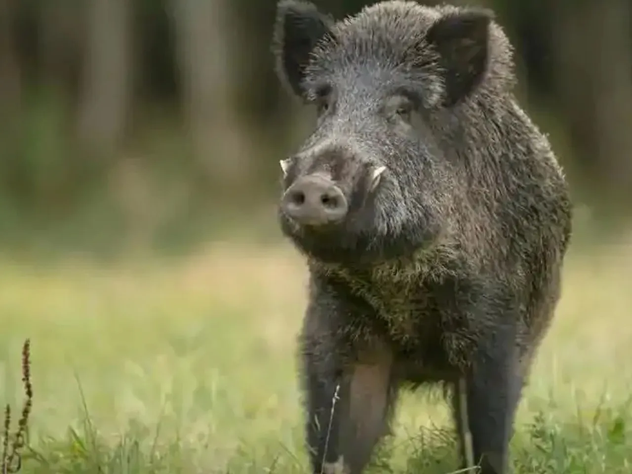 wild pig