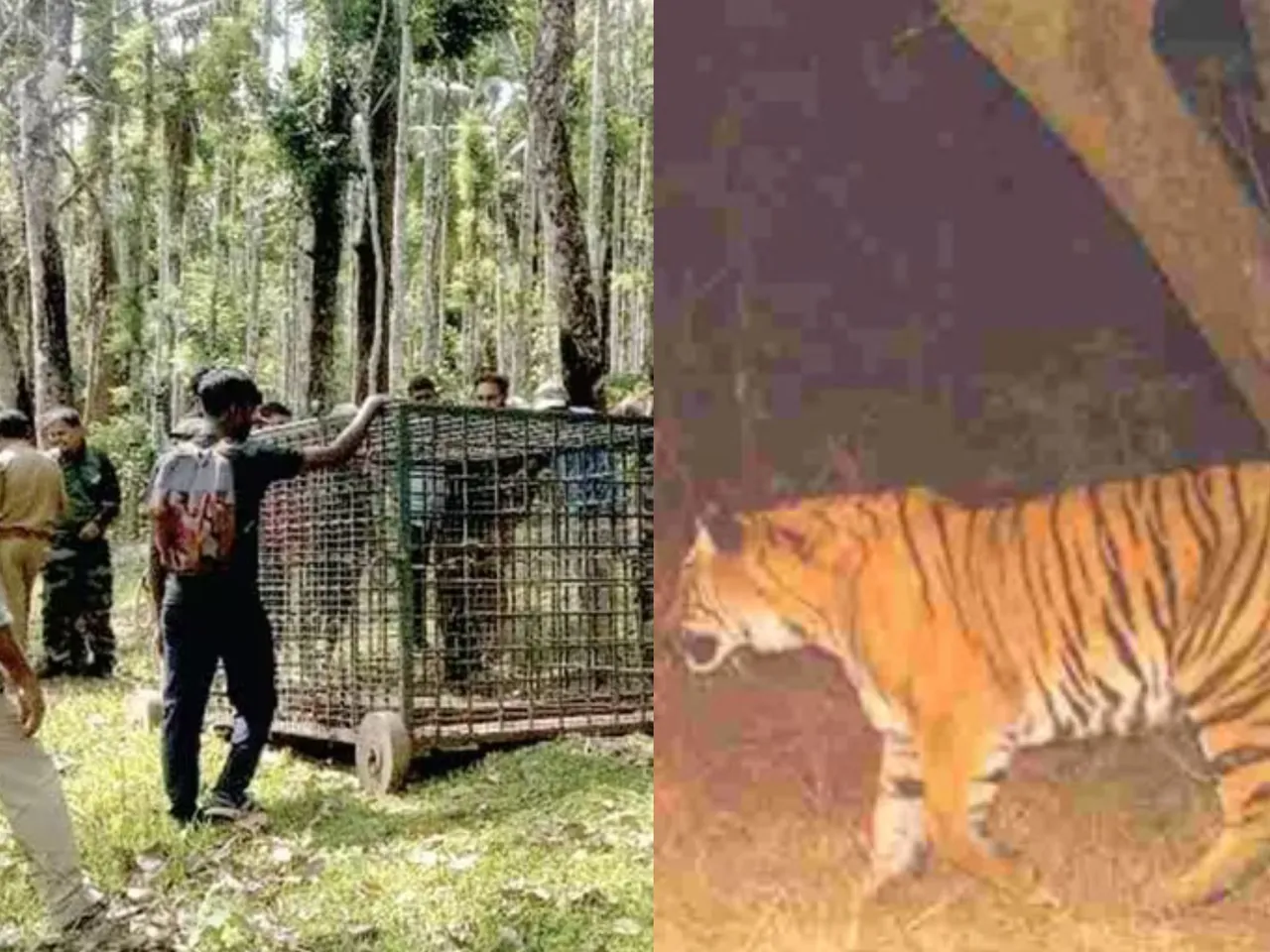 TIGER WAYANAD
