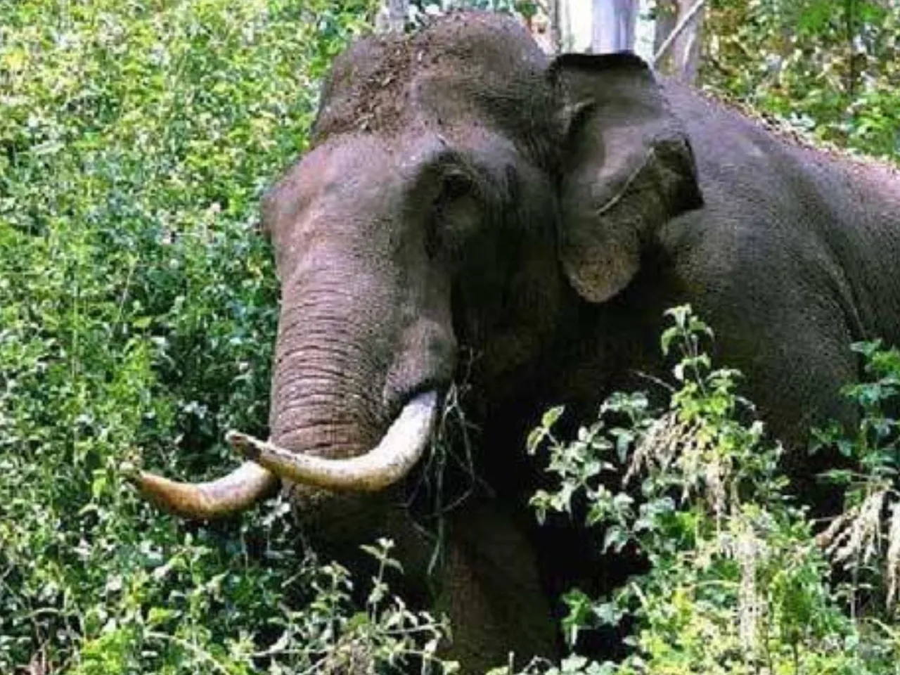 wild elephant