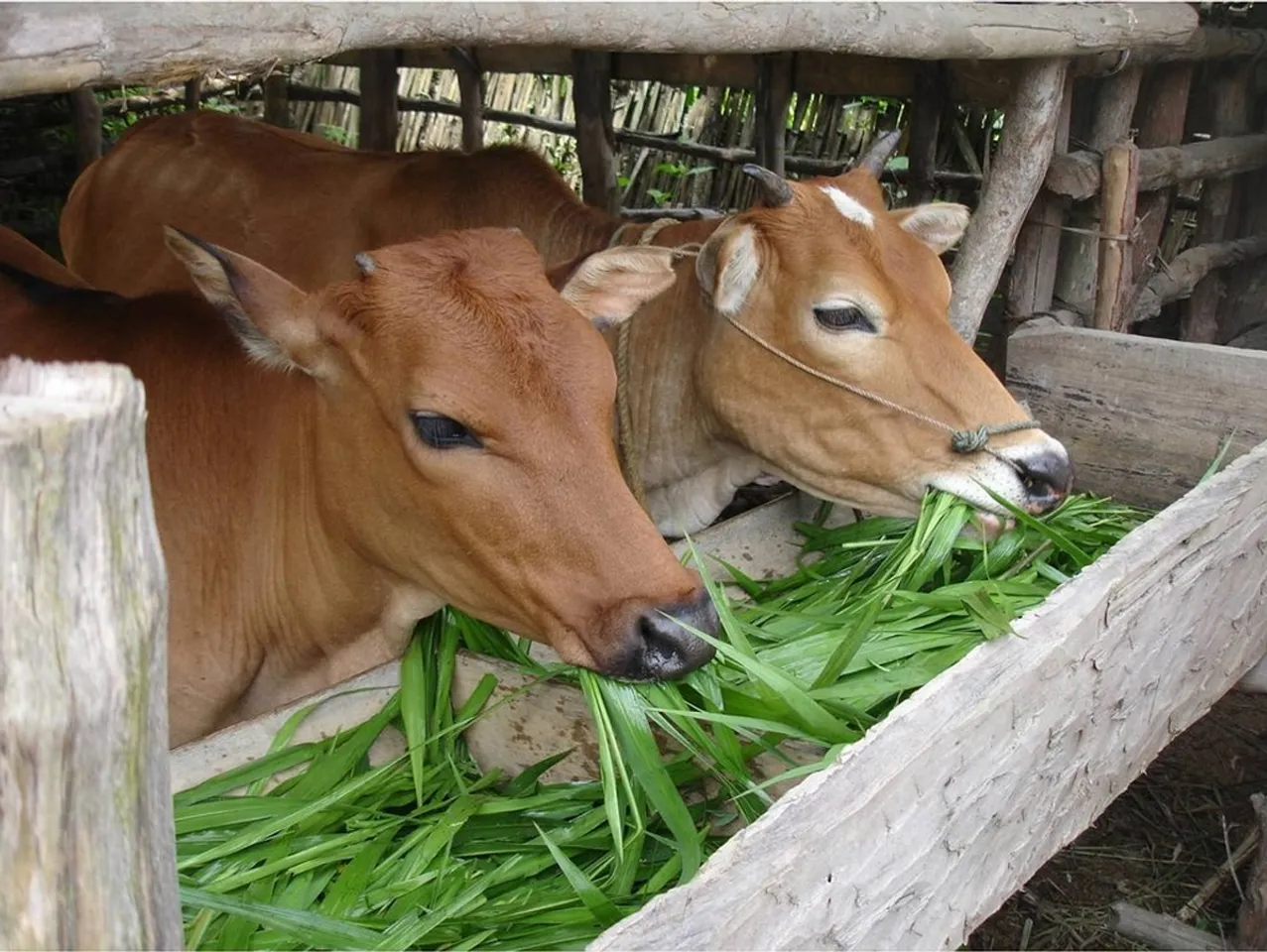 cow feeding