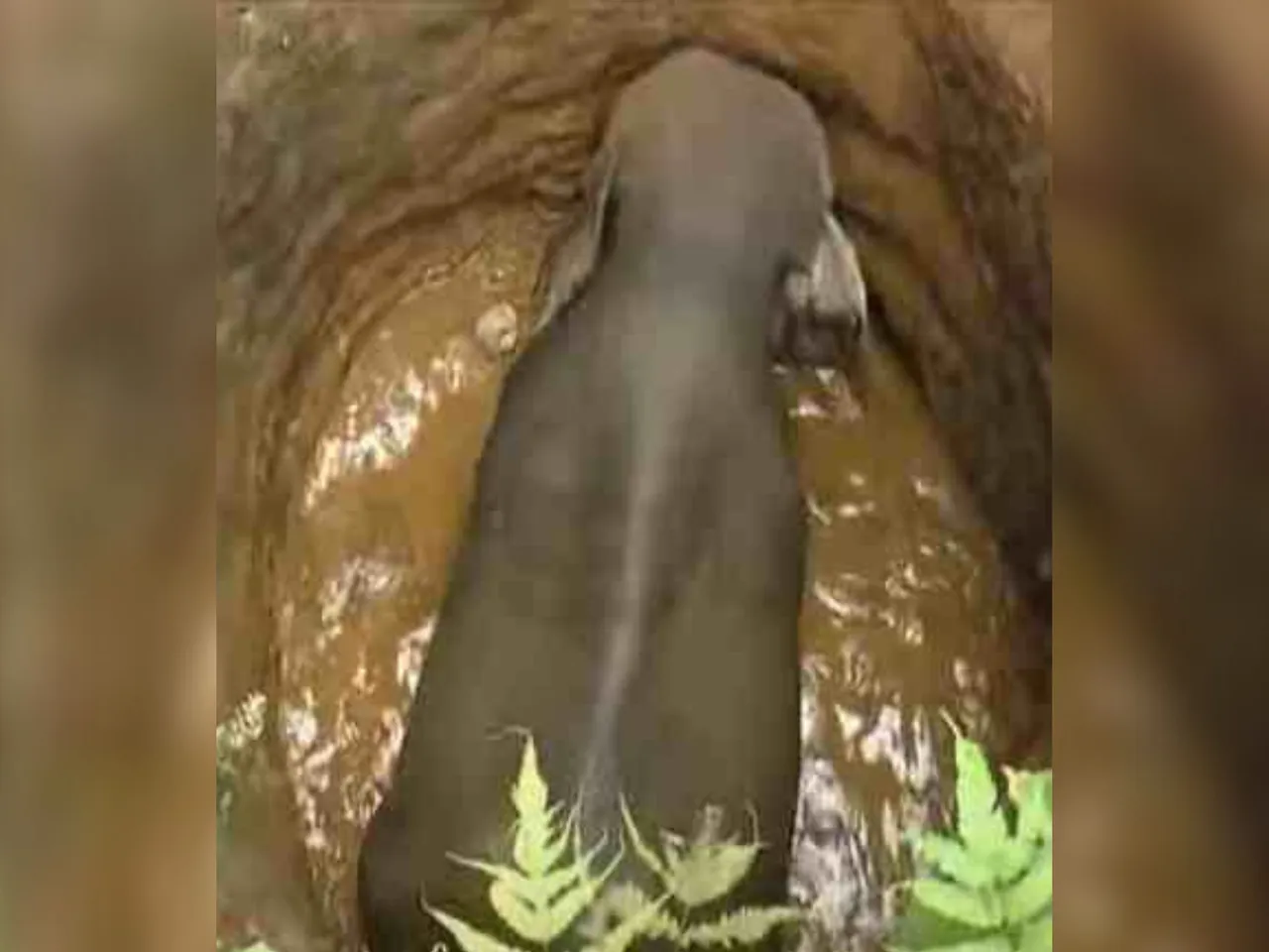 WILD ELEPHANTH IN MALAPPURAM Urangattiri