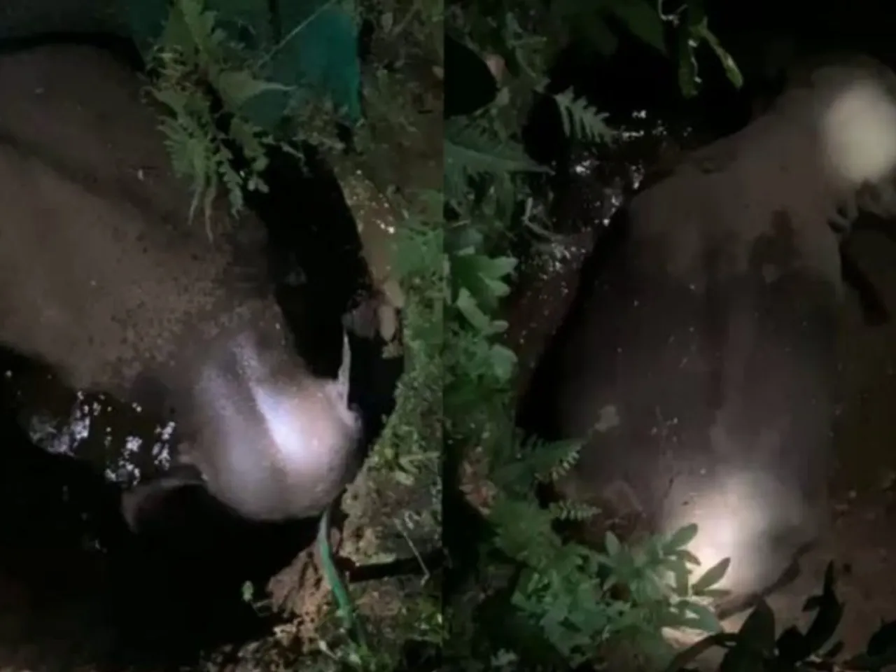 wild elephant in malappuram