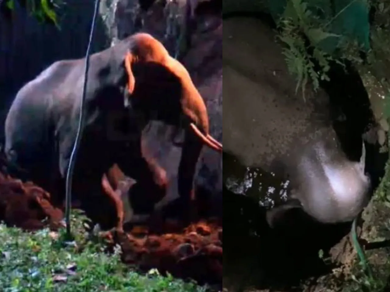 WILD ELEPHANT IN MALAPPURAM (2)