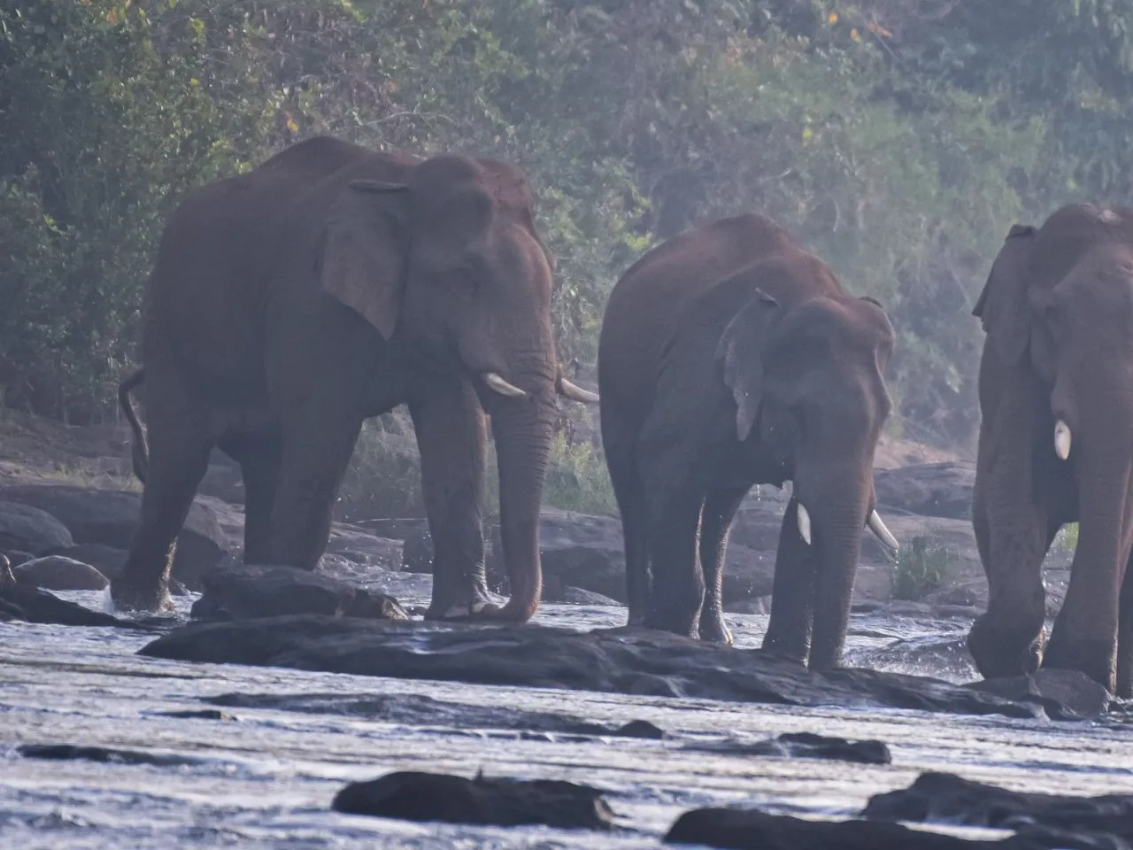 elephant thrissur