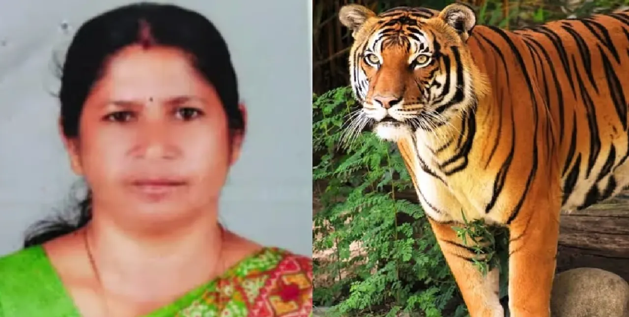 tiger
