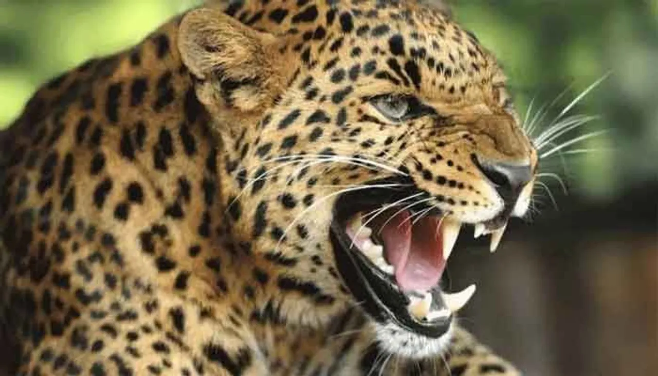 leoapard