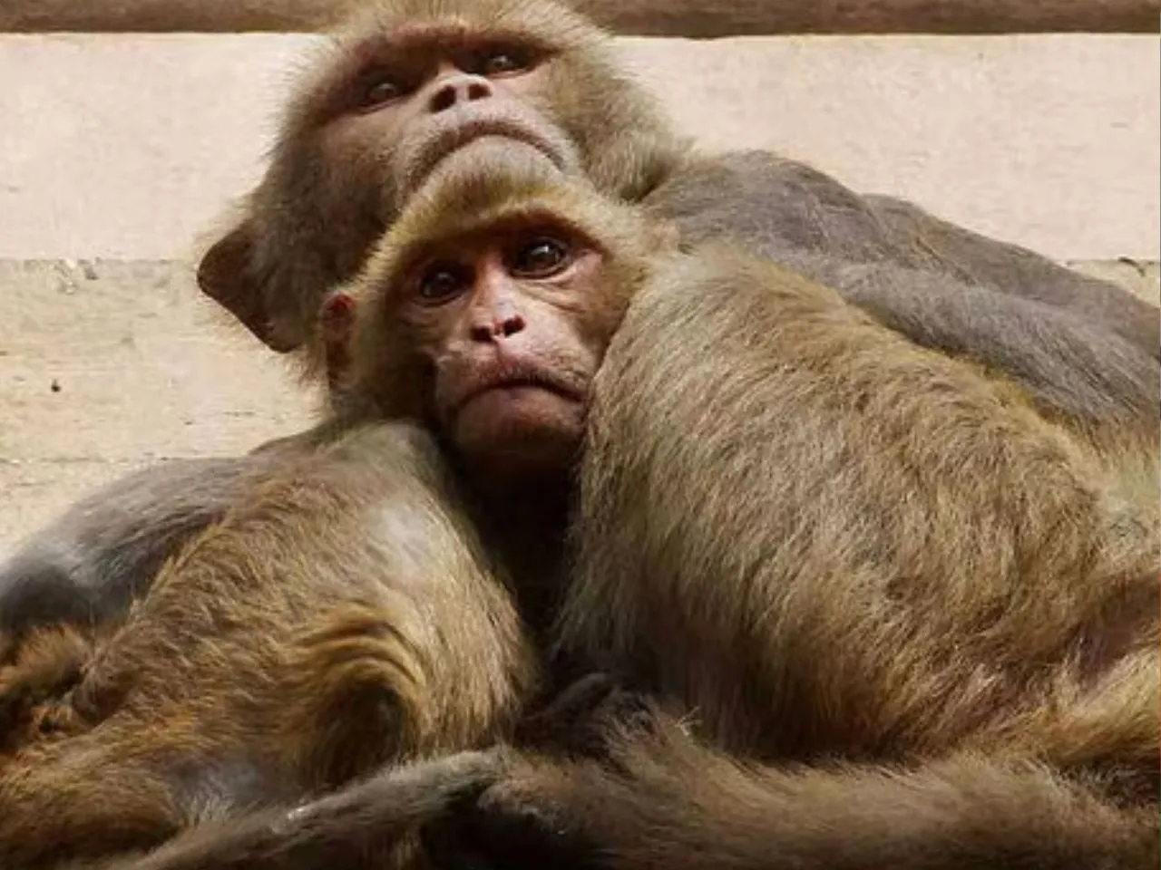 monkey11