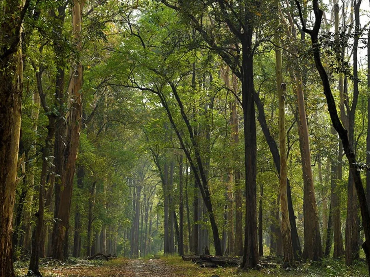 forest11