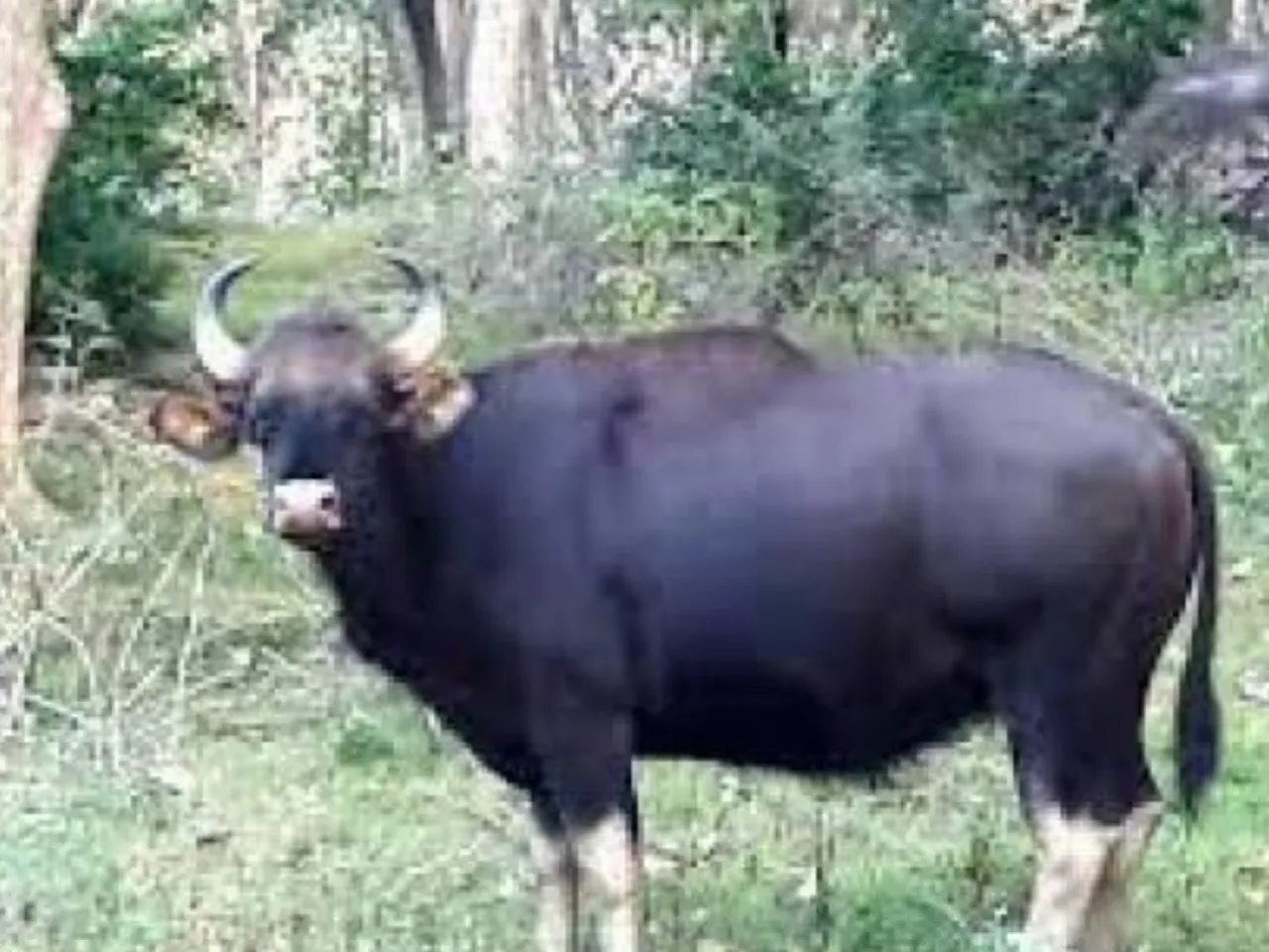 wild buffalo