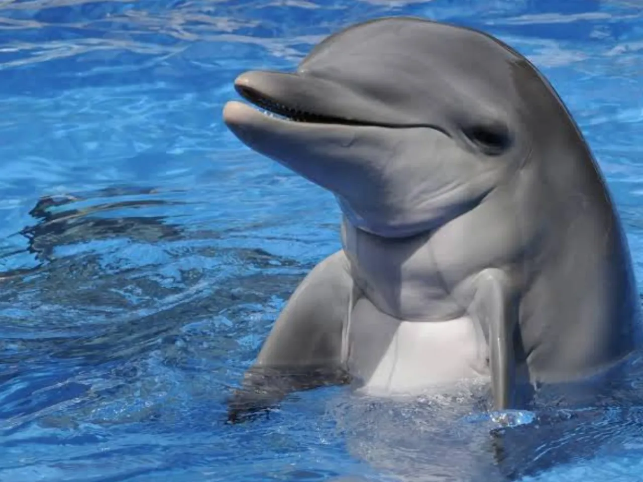 DOLPHIN