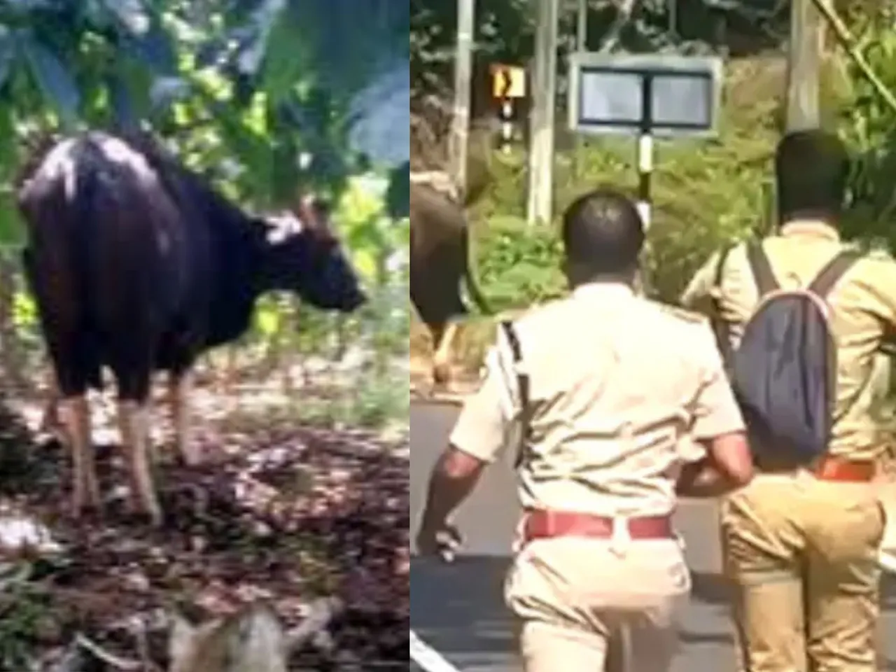 wayanad wild bull
