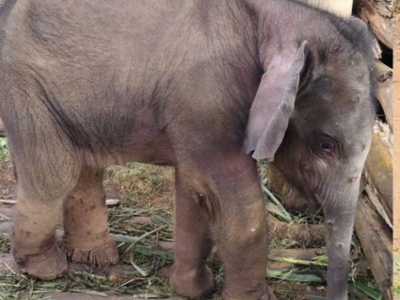 baby elephant