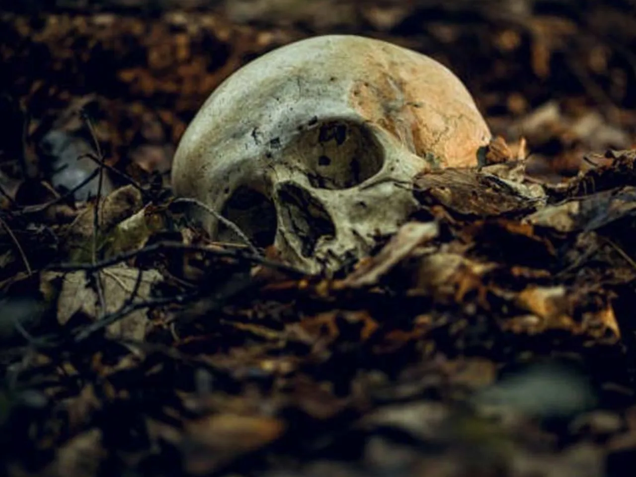 skull