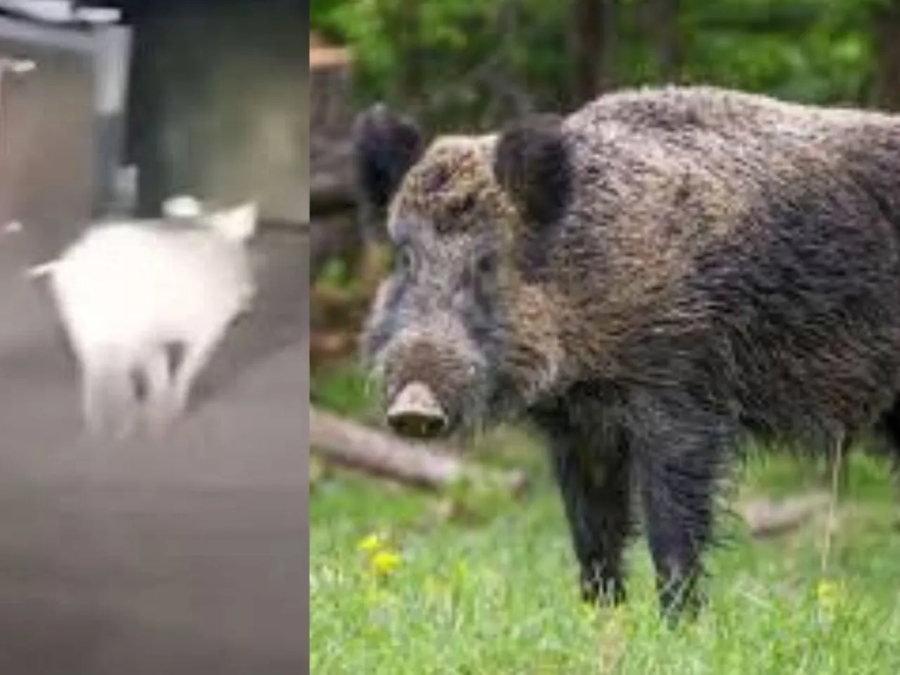 wild pig11