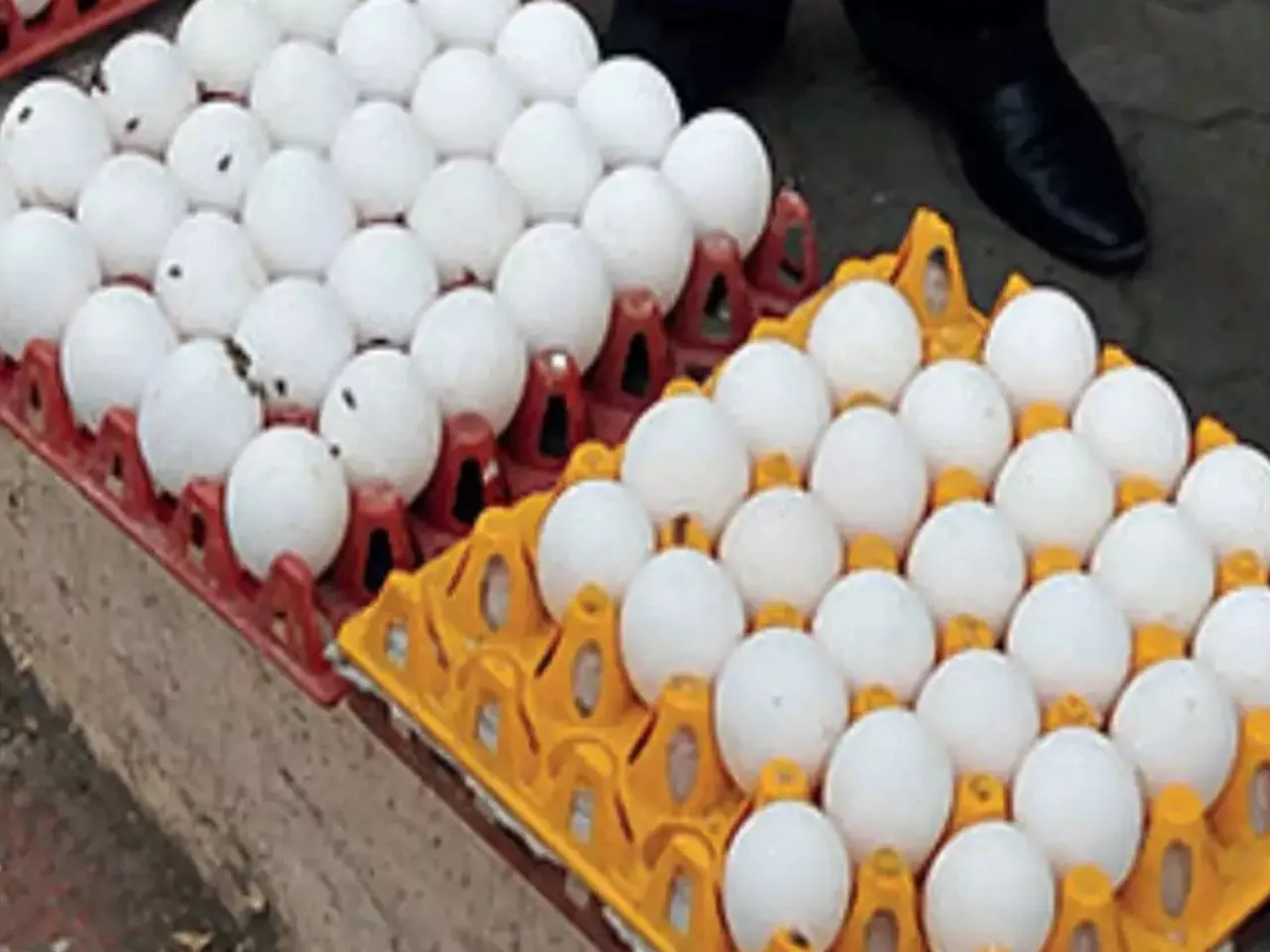 egg11