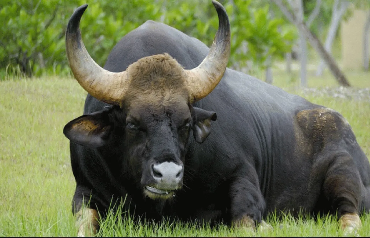 buffalo11