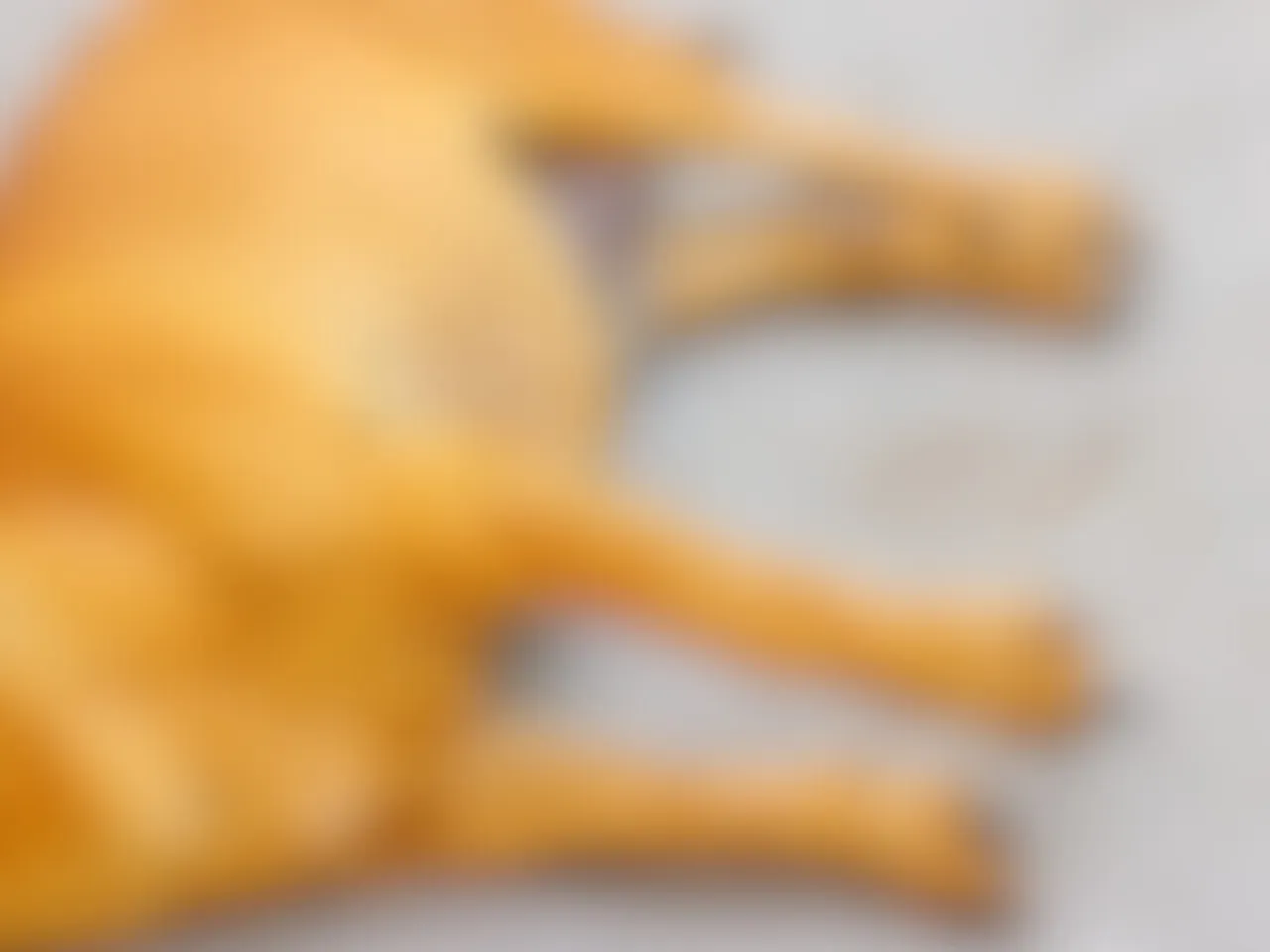 dog death