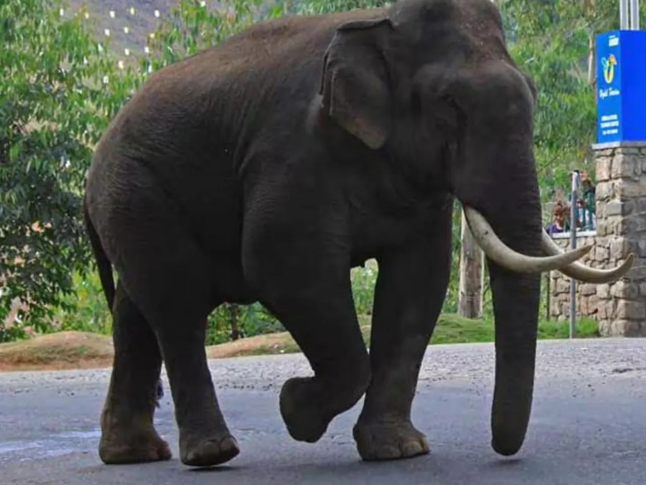 padayappa elephant munnar