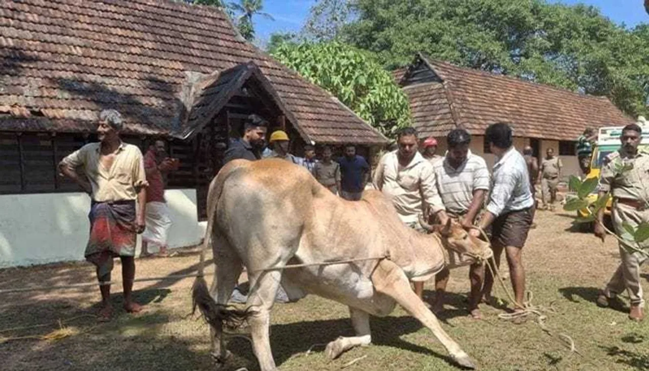 bull