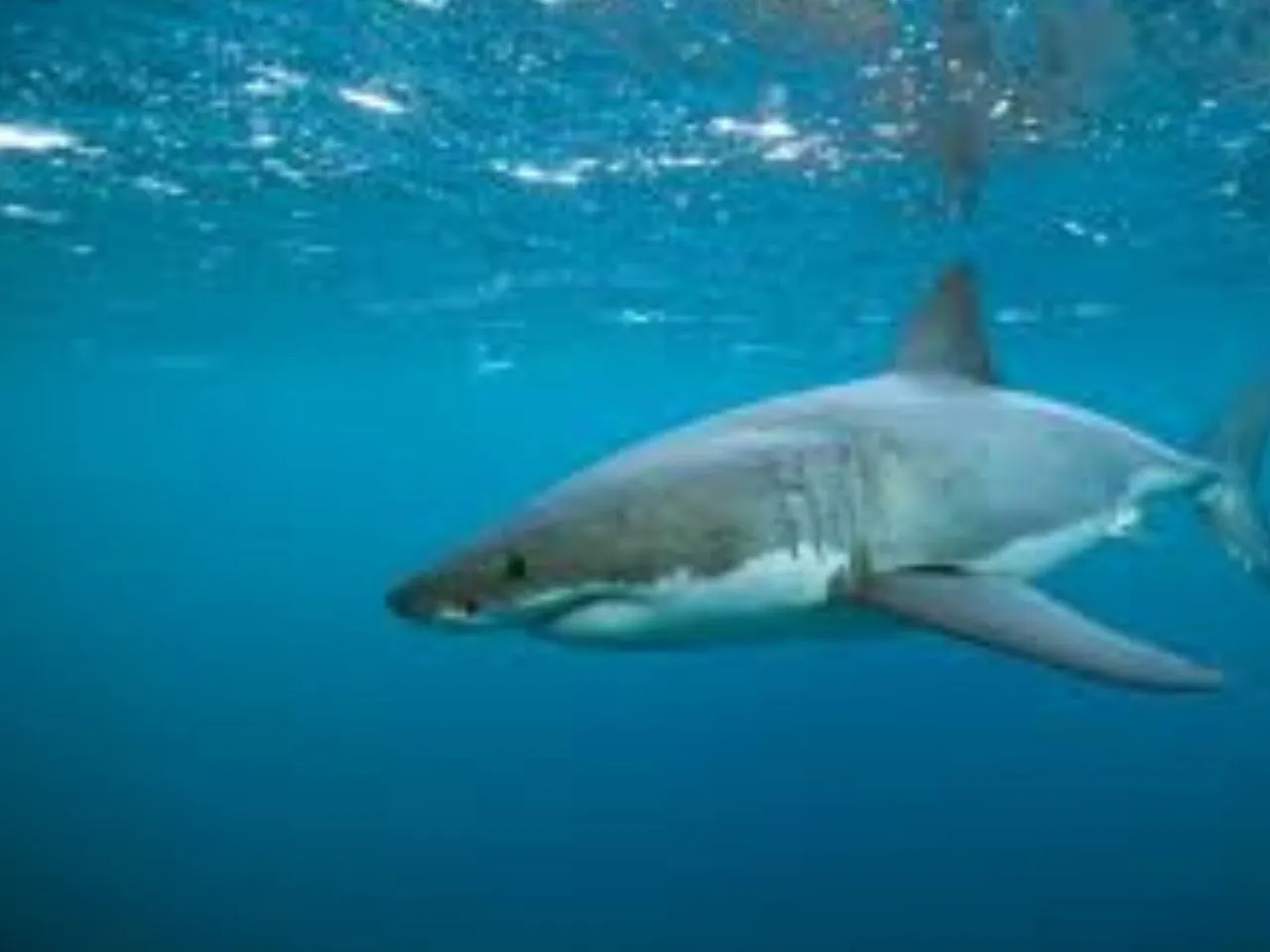 shark111