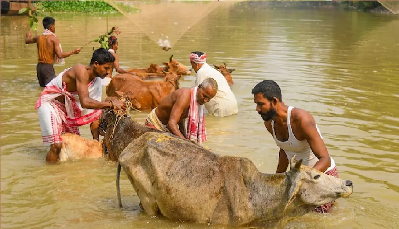 Cow theft suspects will be shot on spot in Uttara Kannada: Karnataka minister