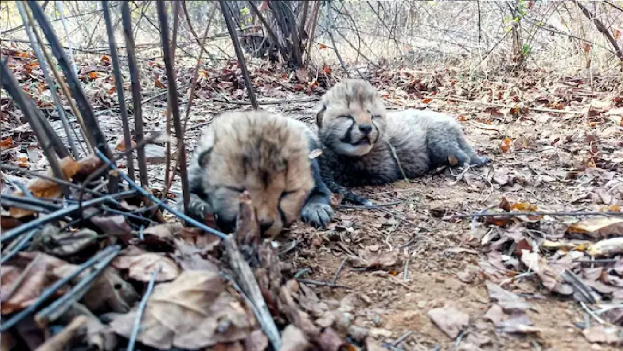 Two more cheetah cubs born in Kuno National Park, count rises to 26