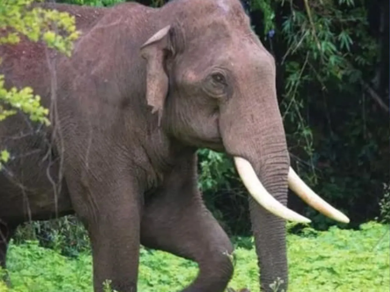 elephant idukki