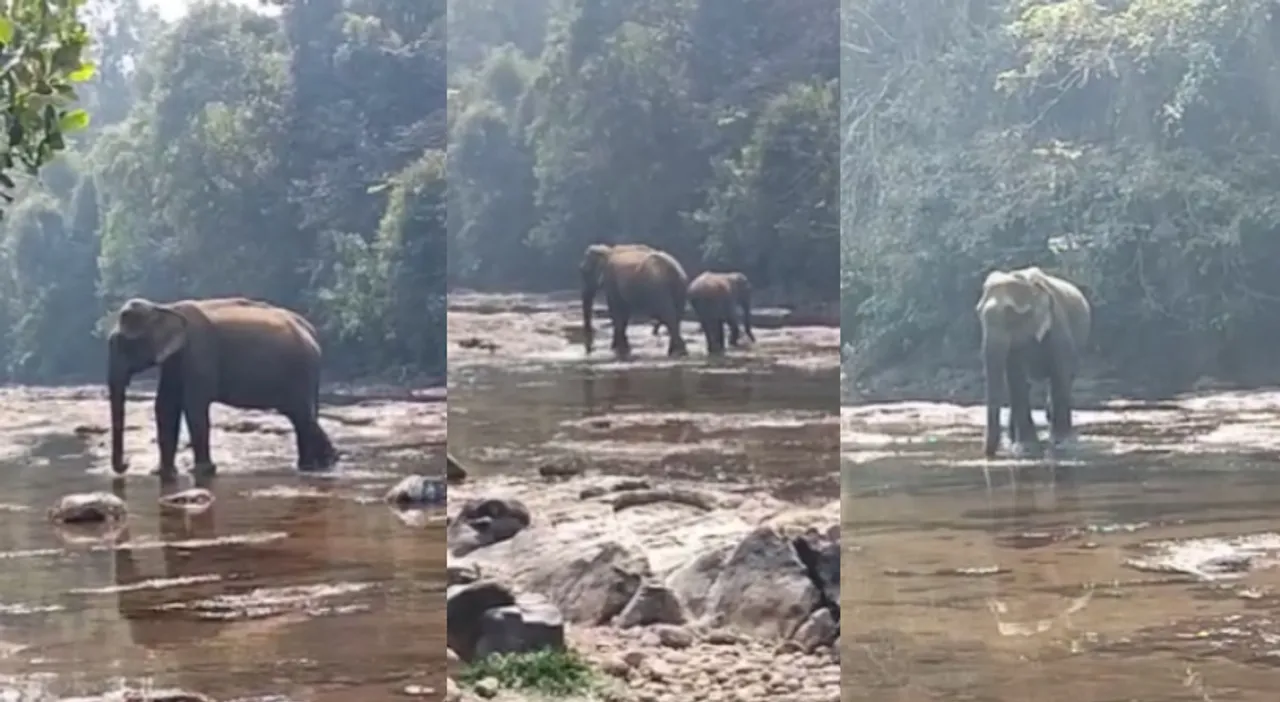 elephant  seethathodu