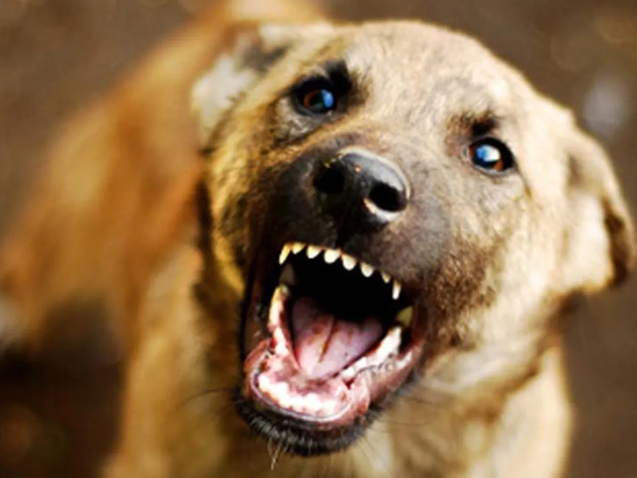 Street dog