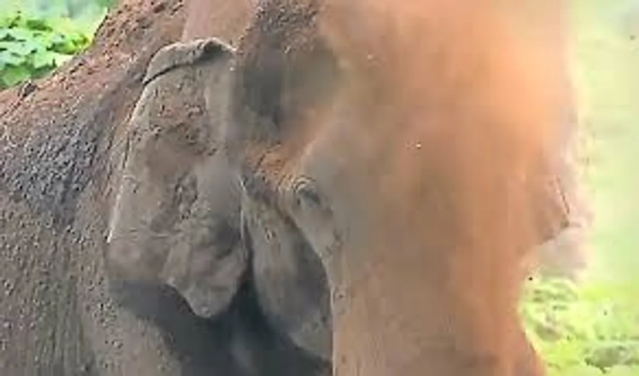 elephant 11