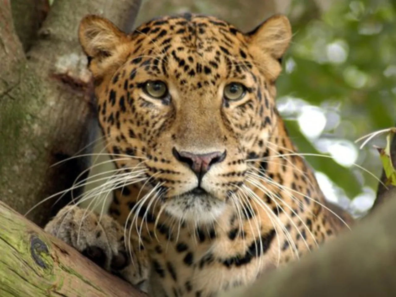 leopard1
