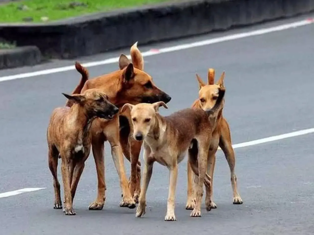 strret dog