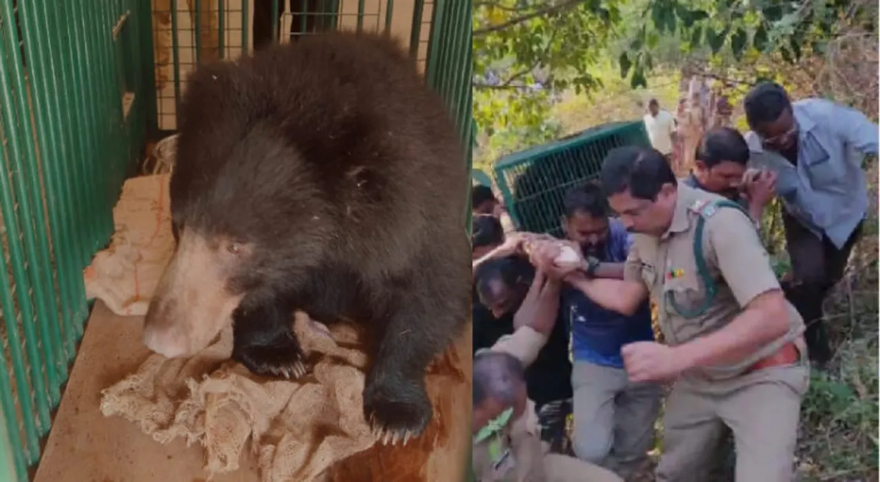 Bear-Attappadi