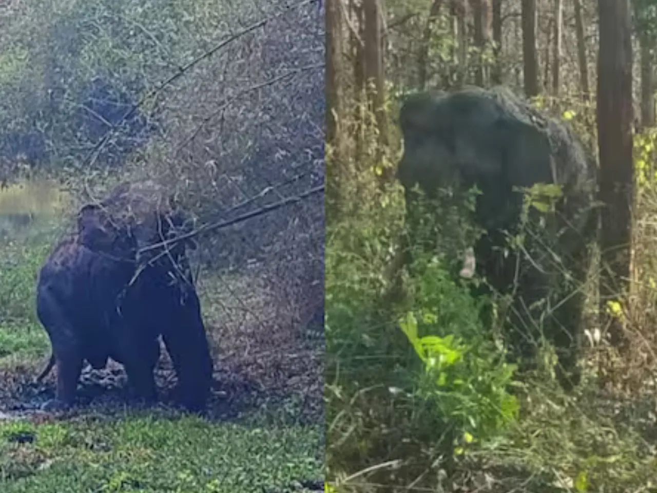 inured elephant at pulpally