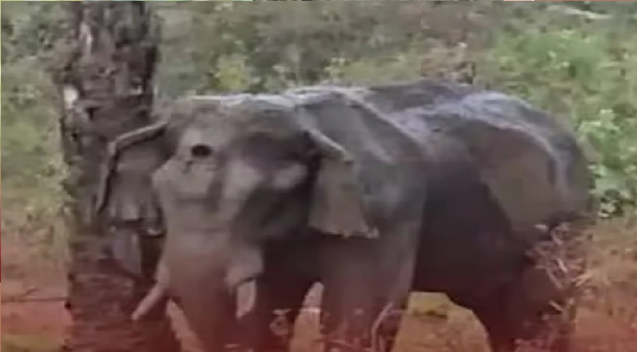 elephant