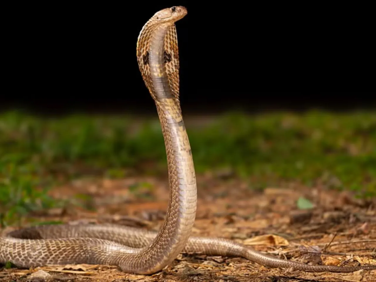 snake 111