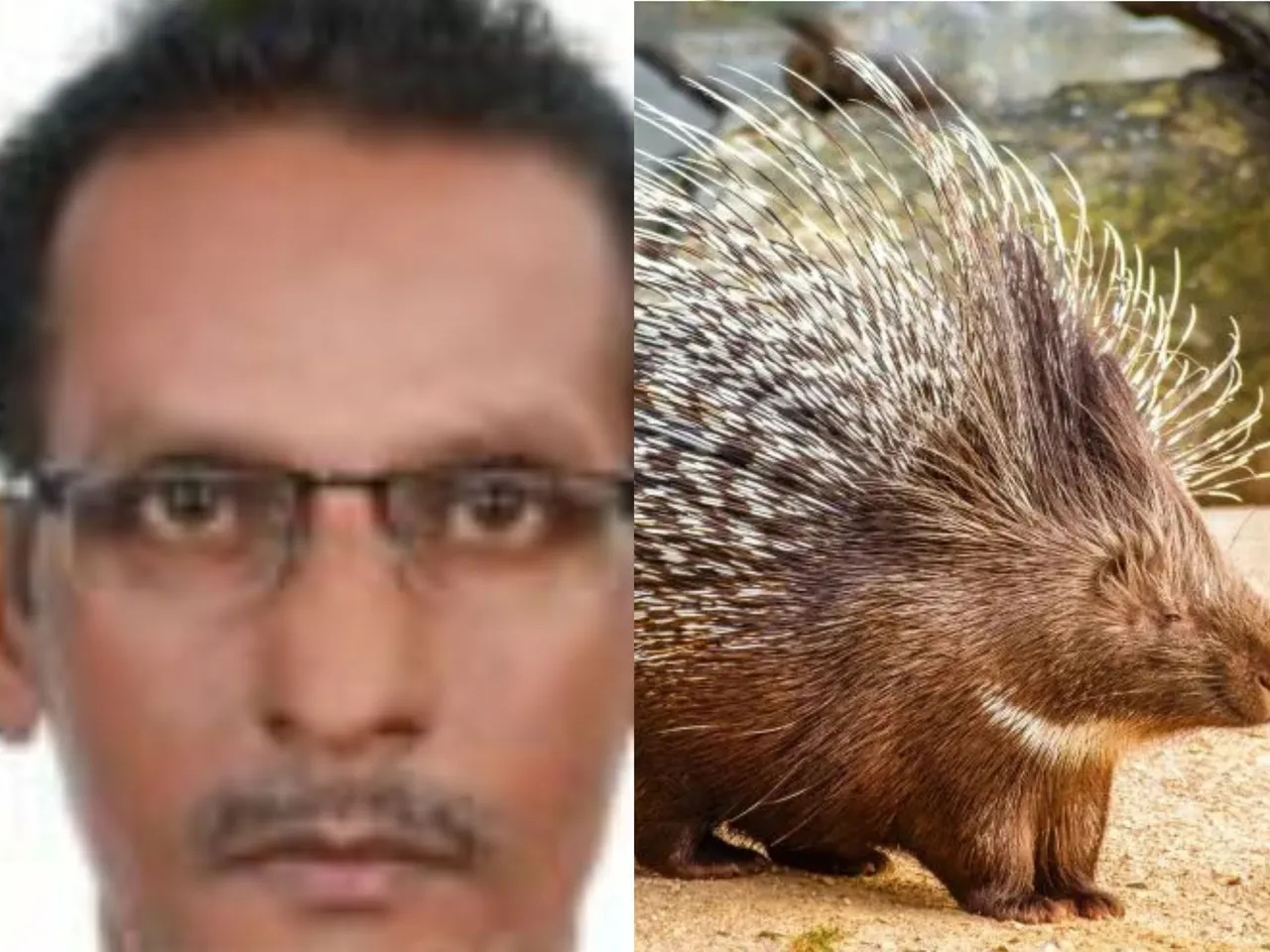 porcupine collision leads to fatal autorickshaw accident