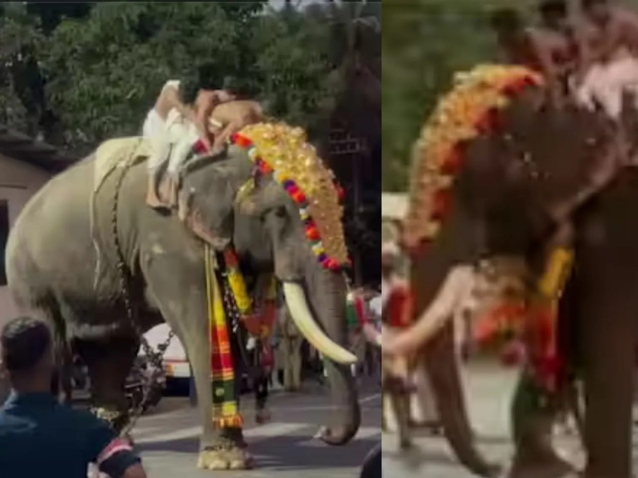 thrissur elephants attacks